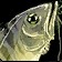 Sickly Looking Fish